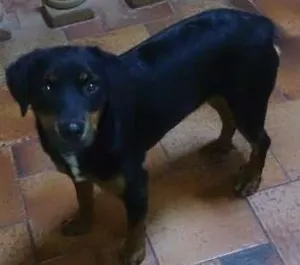 Cachorro raça Não definida idade 1 ano nome Nina