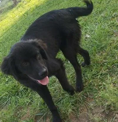 Cachorro ra a GOLDEN idade 2 a 6 meses nome NEGUINHA