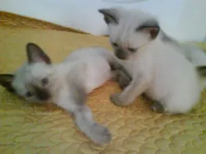 Gato raça Siamês idade 2 a 6 meses nome Sem nome