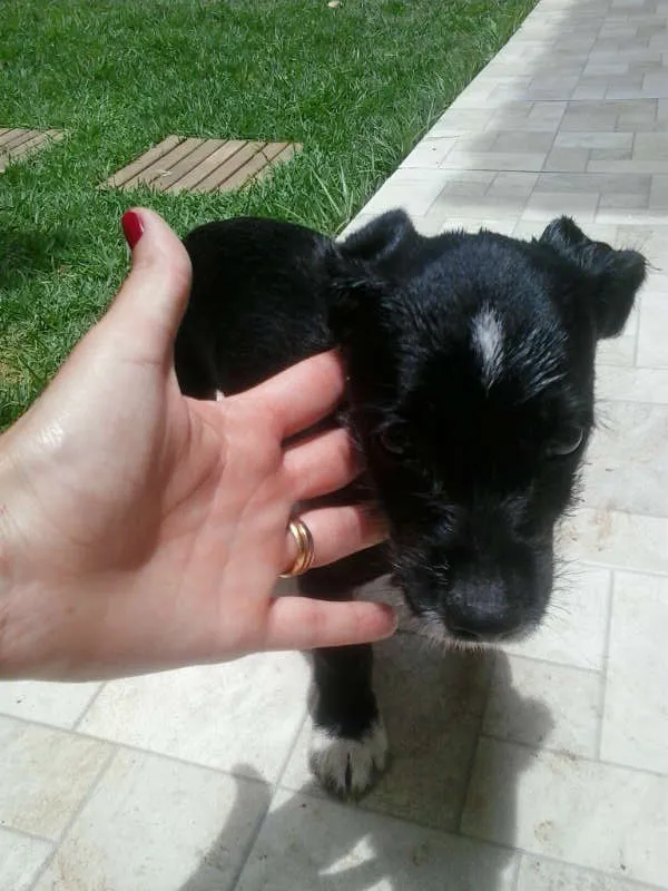 Cachorro ra a SRD idade 2 a 6 meses nome Não tem nome