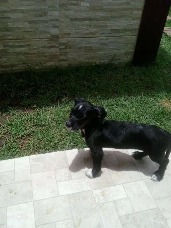 Cachorro ra a SRD idade 2 a 6 meses nome Não tem nome