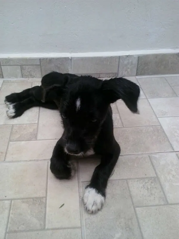 Cachorro ra a SRD idade 2 a 6 meses nome Não tem nome