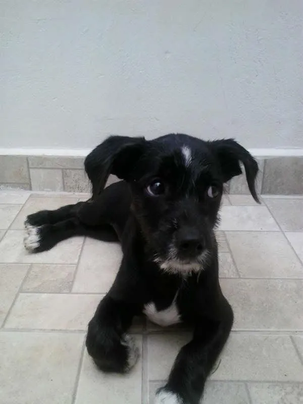 Cachorro ra a SRD idade 2 a 6 meses nome Não tem nome