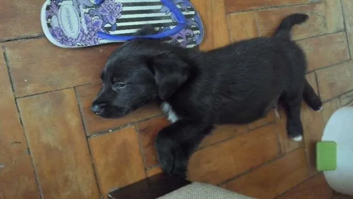 Cachorro ra a SRD idade Abaixo de 2 meses nome Anthony