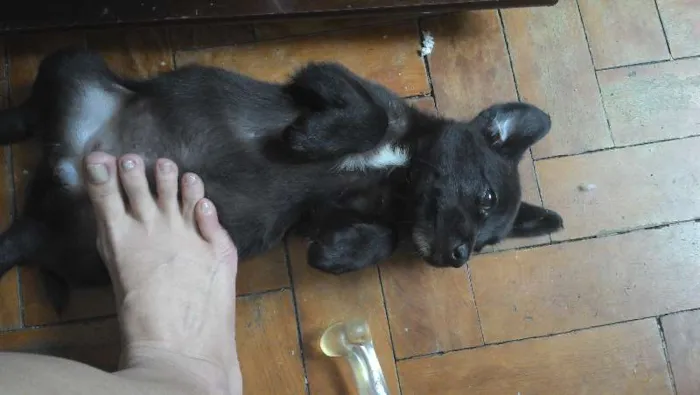Cachorro ra a SRD idade Abaixo de 2 meses nome Anthony