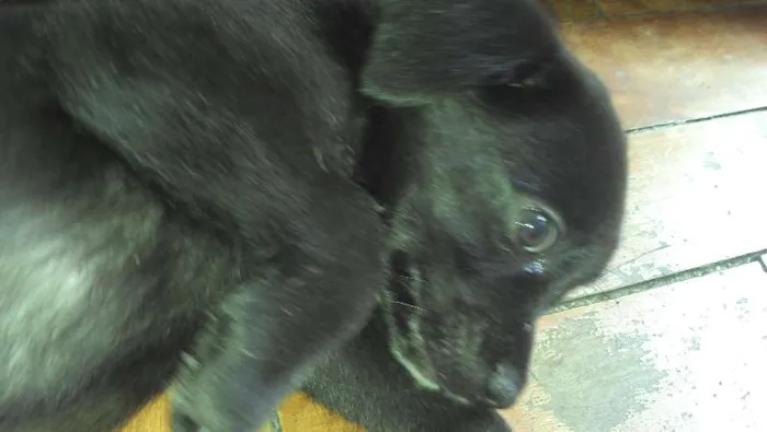 Gato ra a SRD idade Abaixo de 2 meses nome Sophia