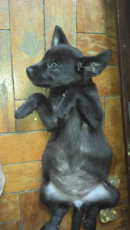 Gato ra a SRD idade Abaixo de 2 meses nome Sophia