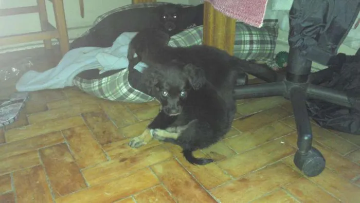Cachorro ra a SRD idade Abaixo de 2 meses nome Valentina
