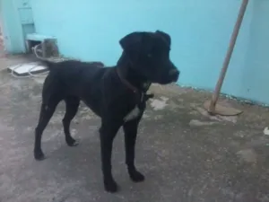 Cachorro raça viralata idade 3 anos nome nick