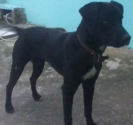 Cachorro ra a viralata idade 3 anos nome nick