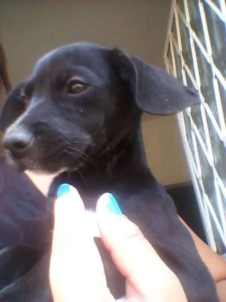 Cachorro ra a vira lata idade 2 a 6 meses nome sem nome