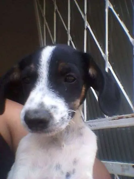 Cachorro ra a vira lata idade 2 a 6 meses nome sem nome