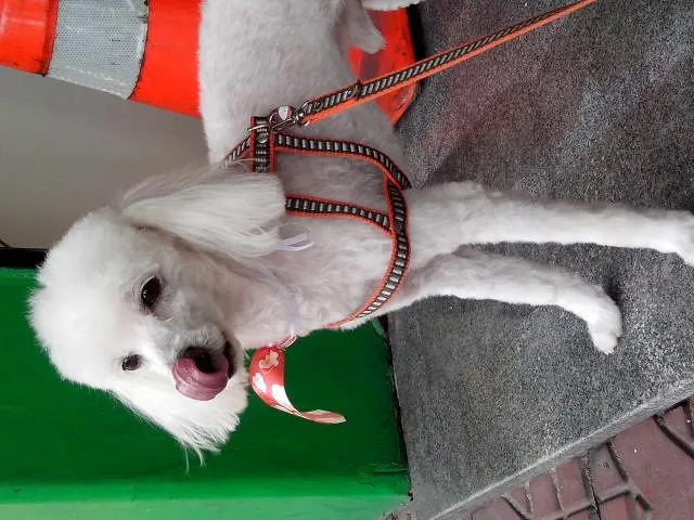 Cachorro ra a Poodle idade 4 anos nome Apollo