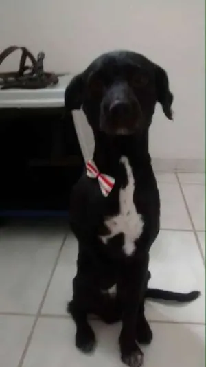 Cachorro raça  idade 5 anos nome Marley