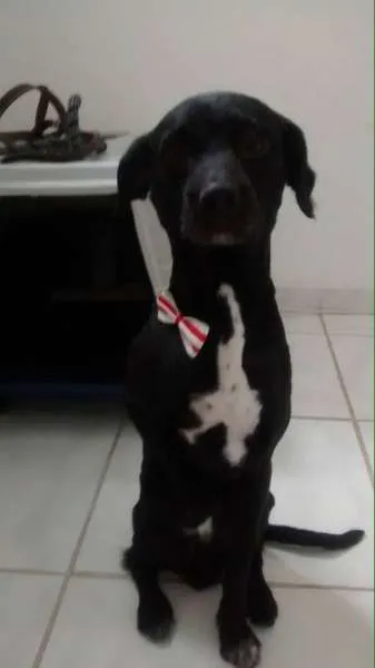 Cachorro ra a idade 5 anos nome Marley