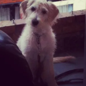 Cachorro raça Vira lata idade 7 a 11 meses nome Sal