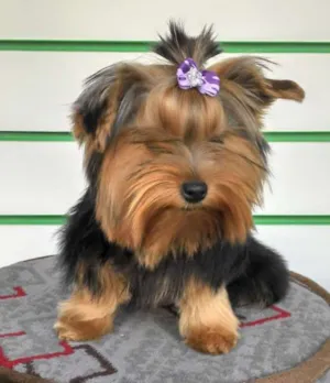 Cachorro raça Yorkshire idade 1 ano nome Tonks GRATIFICA