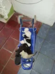 Gatinhos