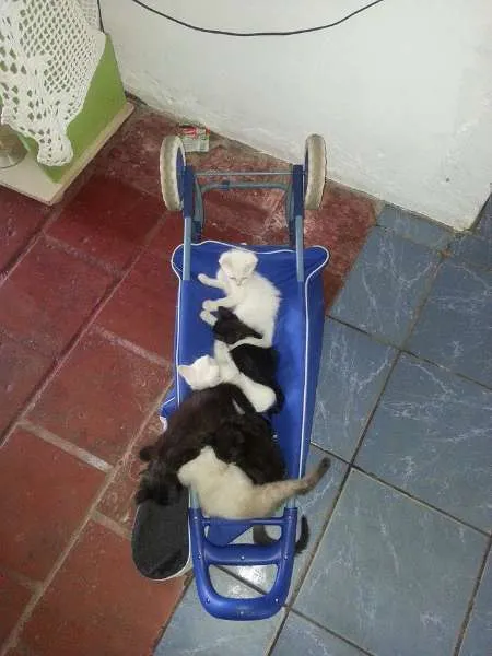 Gato ra a Vira Lata idade  nome Gatinhos