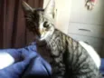 Gatinhos