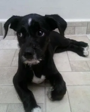 Cachorro raça SRD idade 2 a 6 meses nome Não tem nome