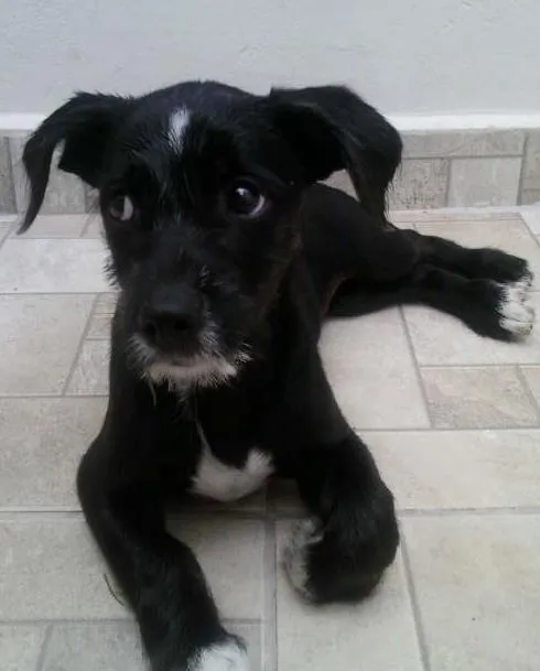 Cachorro ra a SRD idade 2 a 6 meses nome Não tem nome