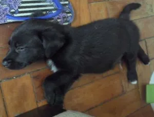 Cachorro raça SRD idade Abaixo de 2 meses nome Anthony