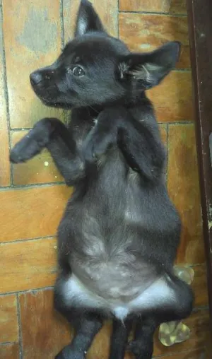 Gato raça SRD idade Abaixo de 2 meses nome Sophia