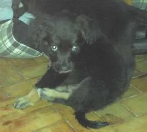 Cachorro raça SRD idade Abaixo de 2 meses nome Valentina