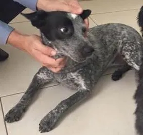 Cachorro raça Blue Heeler idade 2 a 6 meses nome Não sei