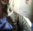 Gatinhos