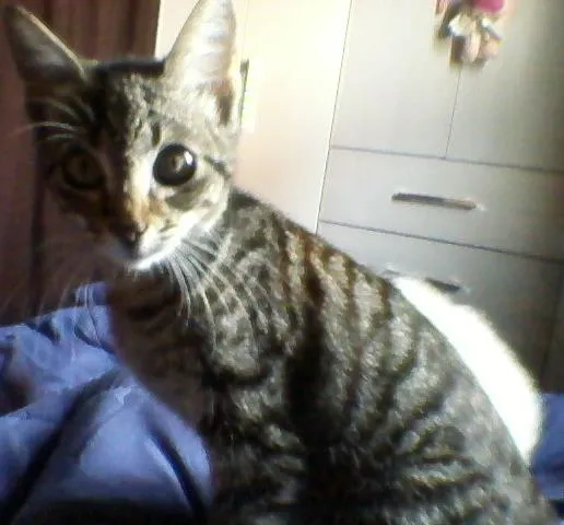 Gato ra a Vira Lata idade  nome Gatinhos