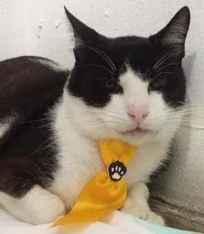 Gato ra a SRD idade  nome Freud