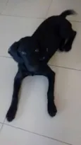 Pretinha