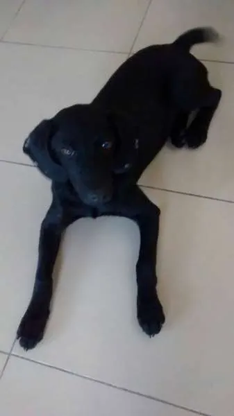 Cachorro ra a SRD idade 7 a 11 meses nome Pretinha