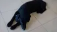 Pretinha