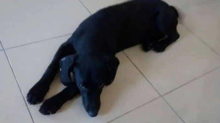 Cachorro ra a SRD idade 7 a 11 meses nome Pretinha
