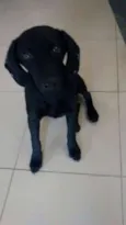 Pretinha