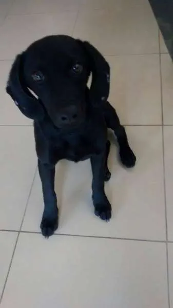 Cachorro ra a SRD idade 7 a 11 meses nome Pretinha