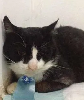 Gato raça SRD idade  nome Leopoldo