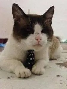 Gato raça SRD idade  nome Floquinho