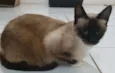 Angélica