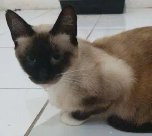 Gato raça srd idade  nome Angélica