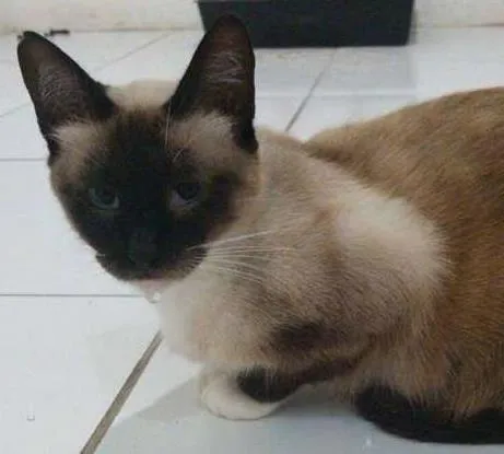 Gato ra a srd idade  nome Angélica
