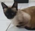 Angélica