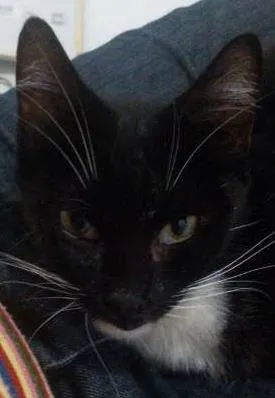 Gato raça SRD idade  nome Sofia