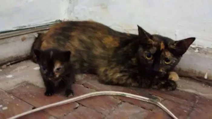 Gato ra a SRD idade  nome mãezinha e filhotinha