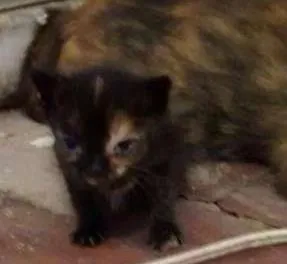 Gato ra a SRD idade  nome mãezinha e filhotinha