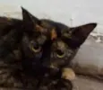 mãezinha e filhotinha