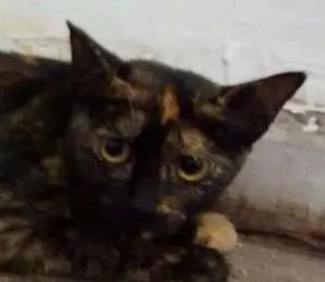 Gato ra a SRD idade  nome mãezinha e filhotinha